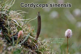 cordyceps sinensis